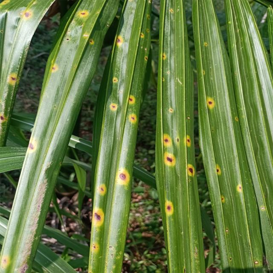 IRRIGATION AND DRAINAGE