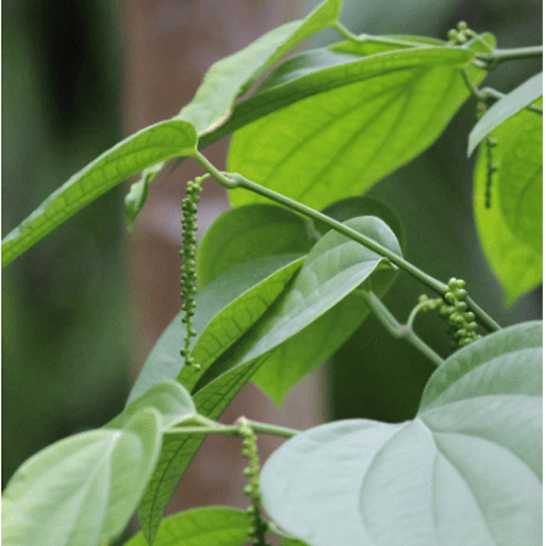 NUTRITIONAL DEFICIENCIES AND REMEDIES